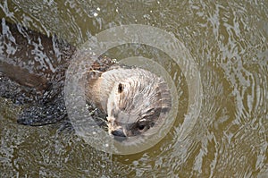 River Otter Peaking Out of a Muddy River