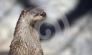 River Otter profile