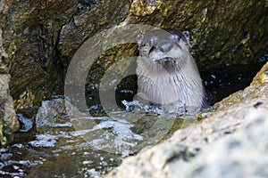 River otter raises its head out of water in a surge channel in the rocks of shore