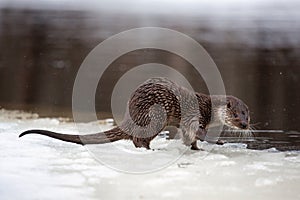 River otter on the river bank near the water in winter. The otter is a mustelid family. Lutra vulgaris. Snow is flying. Brown