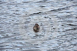 River otter