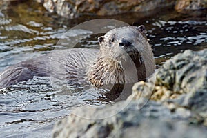 River otter on rocks, emerging from the sea, facing camera in winter