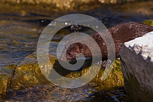 river otter on the rocky shore