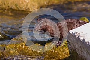 river otter on the rocky shore