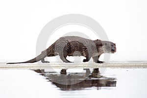 A river otter runs along the river bank. Reflection in water.  Lutra vulgaris.  White snow background. The otter is a mustelid photo