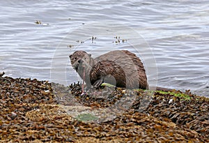 River Otter Snacking