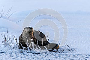 River otter standing on frozen, snowy creek