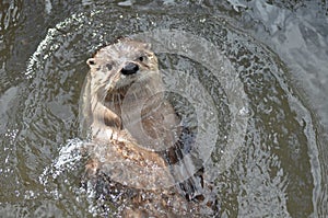 River Otter Swimming on His Back in a River