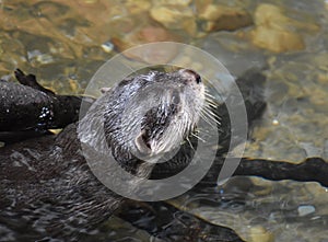 River Otter Swimming in Very Shallow River Water