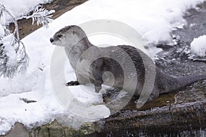 River otter in winter