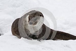 River otter in winter fur posing in the snow