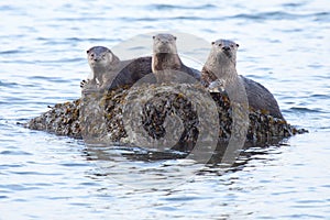 River Otters with food photo