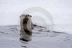 River Otters Saskatchewan photo