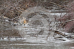 The river overgrown with bushes is covered with ice