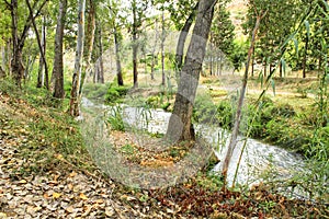 River passing along leafy forest in Chelva