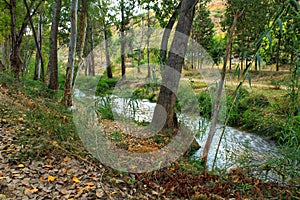 River passing along leafy forest