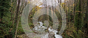 River passing the forest with trees