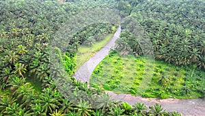 A river path from above that encircled by a lot of palm oil trees