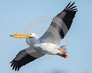 River Pelican flying over the Mississippi