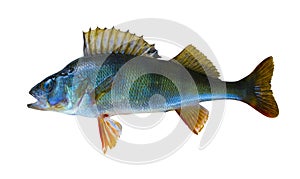 River perch isolated on white background