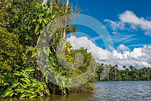 River peruvian Amazon jungle Madre de Dios Peru photo