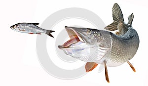 River pike hunt rotfeather released photo