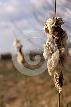 River plant - fluffy reed against a blurred unfocus background of rural nature