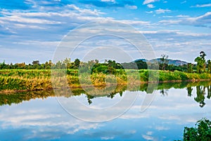 River Plant Mountain and Sky