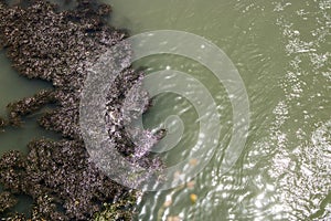 A river with plants. photo