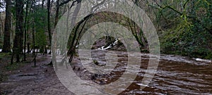 River Plym Dartmoor Flooding bursting with storm waters . DEVON UK