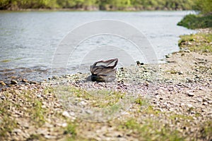 River pollution near the shore, garbage near the river, plastic food waste, contributing to pollution