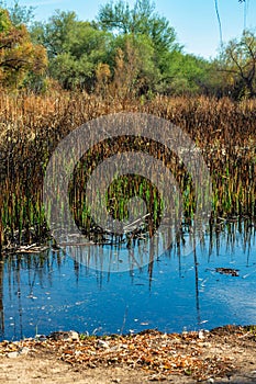 River of pond with visible cat tails near lake or stream with dirt embankment and tree and blue sky background