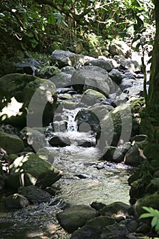 River in rain forest