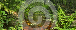 River through rainforest in Garden Route NP, South Africa