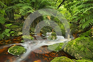 River through rainforest in the Garden Route NP, South Africa