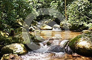 River, rainforest and trees on landscape with sunshine, growth and sustainability in summer with rocks. Water, leaves