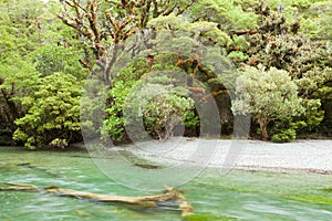 River in rainforest wilderness of Fiordland NP NZ