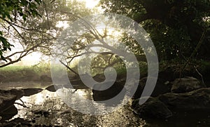 River with rapids in the fog in the forest in the morning at dawn