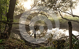 River with rapids in the fog in the forest in the morning at dawn