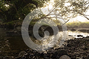 River with rapids in the fog in the forest in the morning at dawn