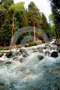 River rapids in forest