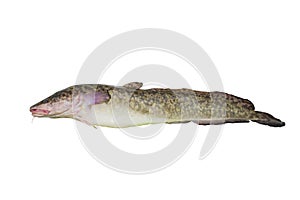 River raw frozen fish burbot