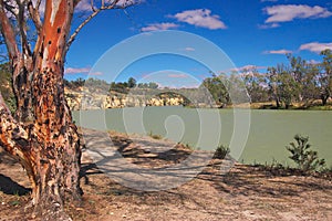 River red gum