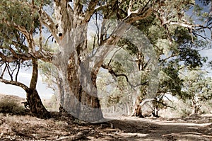 River Red gums (Eucalyptus camaldulensis) along the Heysen trail in the Flinders Ranges, South Australia photo