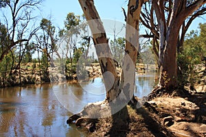 River red gums growing in the Hugh River