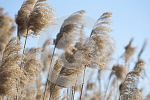 River reed against the blue sky