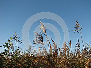 River reed sky