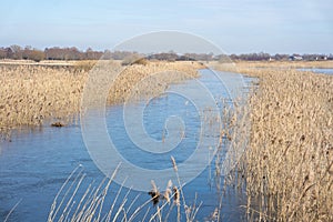 River with reeds