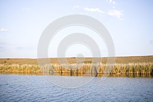 The river in the reeds, bathed in sunshine