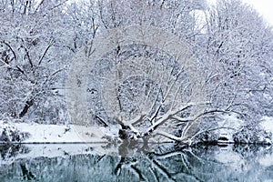 River with reflection of forest and tree covered with snow